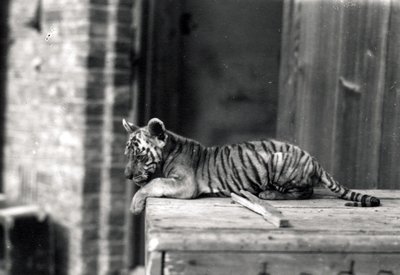 Tigerjunges liegt von Frederick William Bond